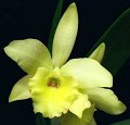 Pot. Lemon Sherbet 'Angel Orchids